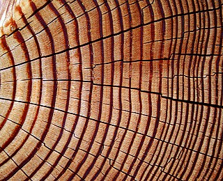 Recyclingfähigkeit Holz - Hanse Haus Recyclingfähigkeit: Rohstoff Holz